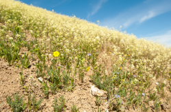 Hall’s tarweed (Deinandra halliana) habitat. Tumey Hills (Fresno County, CA). Common on alkaline clay slopes in the Tumey Hills region during 2017. Often associated with multiple rare taxa including Lepidium jaredii, California macrophylla, and Madia radiata. March 11, 2017. Copyright © 2017 Chris Winchell. Hall’s tarweed (Deinandra halliana) habitat. Tumey Hills (Fresno County, CA). Common on alkaline clay slopes in the Tumey Hills region during 2017. March 11, 2017. Copyright © 2017 Chris Winchell.